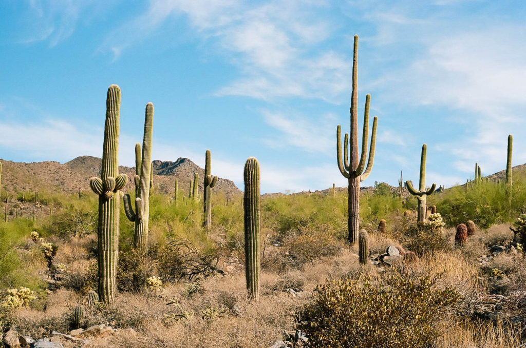 Saguaro cacti and a fragile desert environment